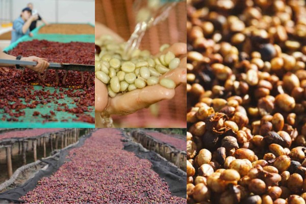 A thumbnail image for the guide: A Guide to Coffee Processing Methods