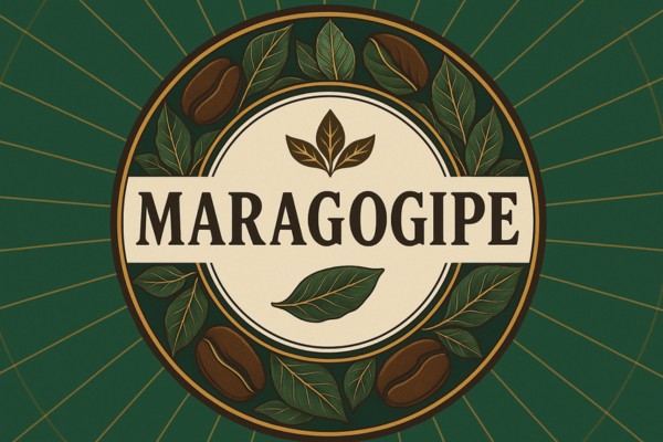 A thumbnail image for the variety: Maragogipe: The Gentle Giant of the Coffee World
