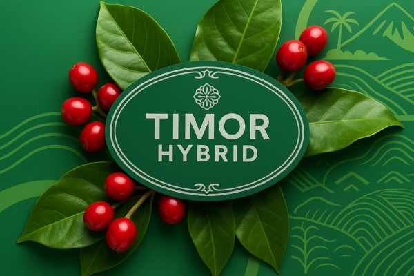 A thumbnail image for the variety: Timor Hybrid: The Accidental Savior